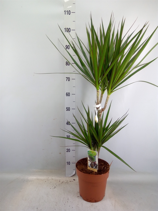 <h4>Dracaena marg.</h4>