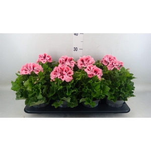 Pelargonium gran.   ..