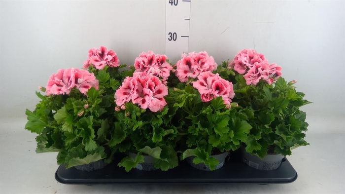 <h4>Pelargonium gran. ..</h4>