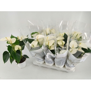 !! PROMO !! ANTHURIUM WHITE CHAMP P14