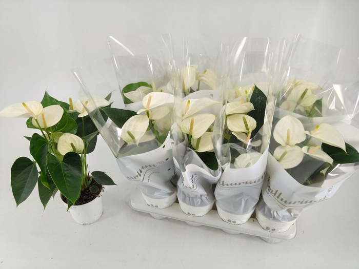 <h4>!! PROMO !! ANTHURIUM WHITE CHAMP P14</h4>