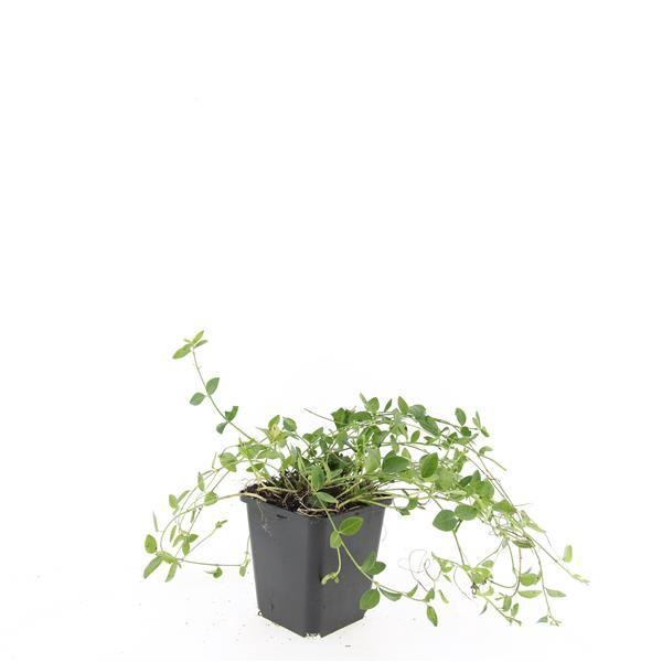 <h4>Vinca minor Gertrude Jekyll</h4>