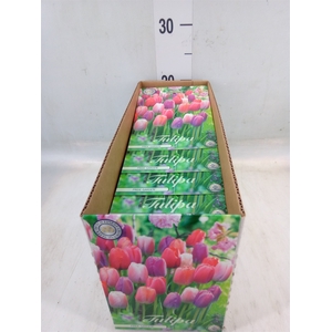 Tulipa   ...flowerbulbs