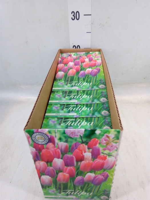 <h4>Tulipa   ...flowerbulbs</h4>