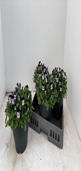 <h4>VIO CO EM DENIM JUP</h4>