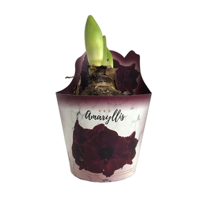 HIPPEAS EXTRA MANDELA P14