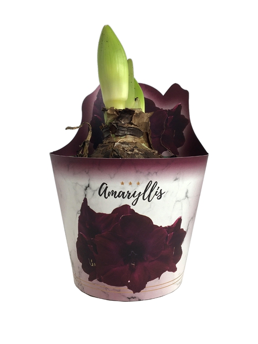 <h4>HIPPEAS EXTRA MANDELA P14</h4>