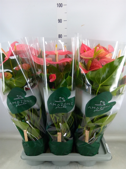 <h4>Anthurium andr. 'Colorado'</h4>