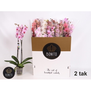 PHAL GEM 10 KL