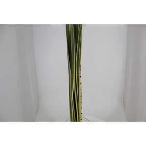 FOLHAGEM FORMIO VARIEGATA