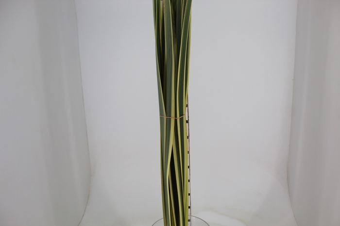 <h4>FOLHAGEM FORMIO VARIEGATA</h4>
