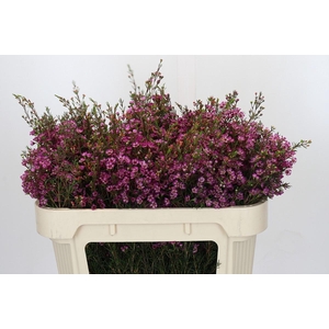 Chamelaucium Late Purple