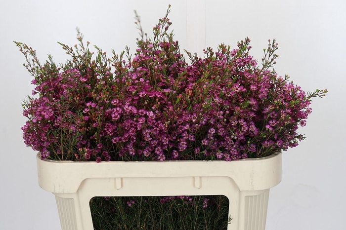 <h4>Chamelaucium Late Purple</h4>