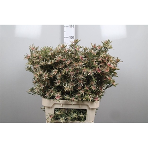 Leucad Ayoba Star Pearl