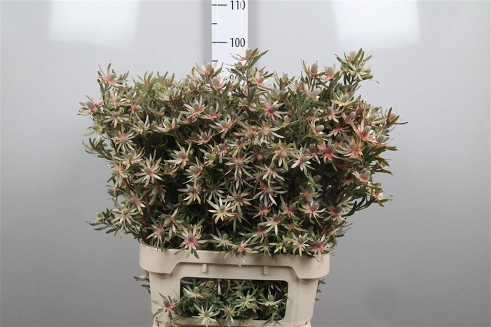 <h4>Leucad Ayoba Star Pearl</h4>