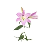 LIRIO MALDANO 070 CM HT 2/3 FLS ROSA