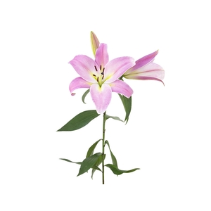 LIRIO MALDANO 090 CM HT 2/3 FLS ROSA