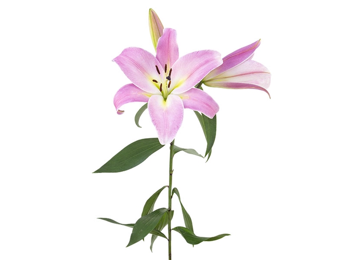 <h4>LIRIO MALDANO 080 CM HT 2/3 FLS ROSA</h4>