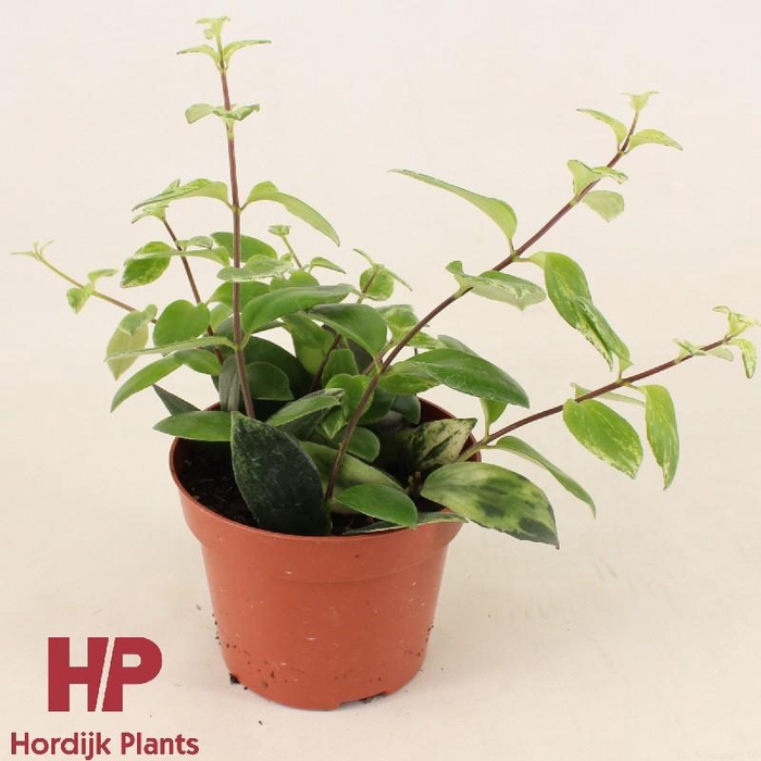 <h4>Aeschynanthus lobbianus 'Variegatus'</h4>
