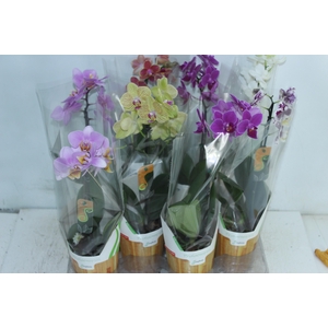 PHALAENOPSIS MINI P09