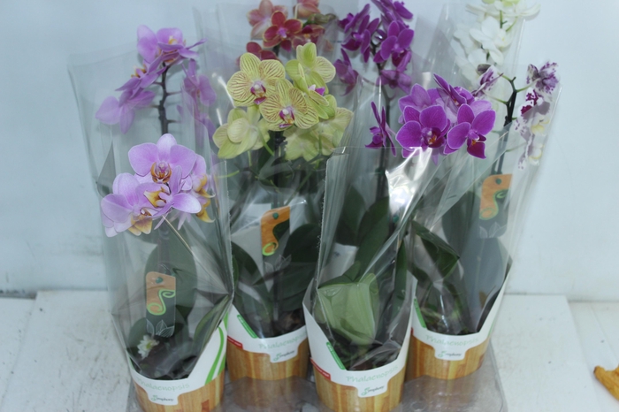 <h4>PHALAENOPSIS MINI P09</h4>