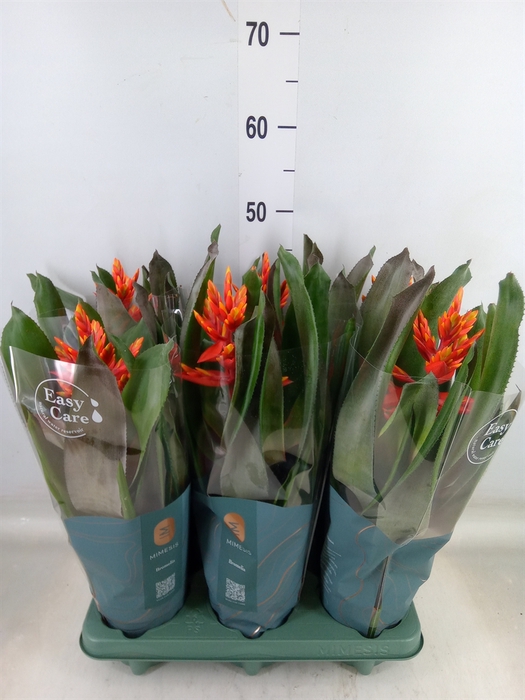 <h4>Aechmea  'Pepita Elegant Flames'</h4>