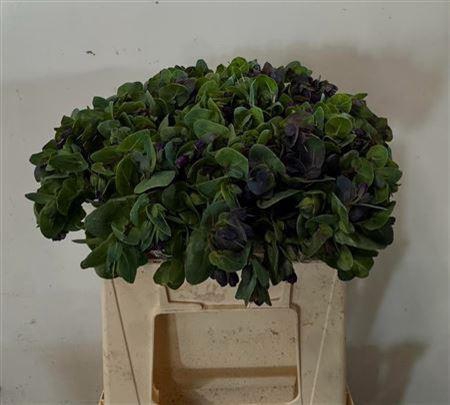 <h4>Cerinthe major 'Pride of Gibraltar'</h4>