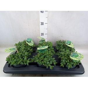 Delosperma echinatum