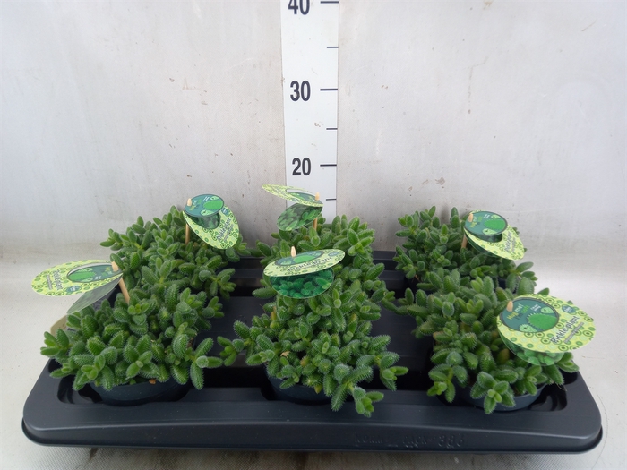 <h4>Delosperma echinatum</h4>