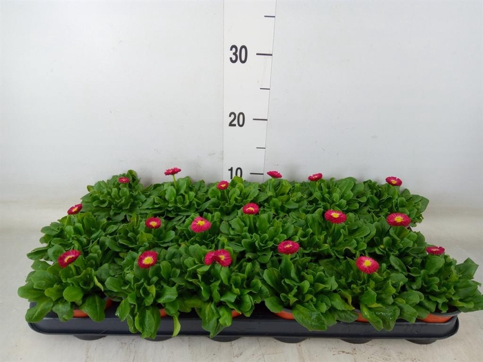 <h4>Bellis perennis 'Rusher Carmine'</h4>