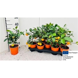 Citr Microcarpa 3 Fruits