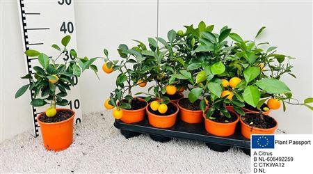 <h4>Citr Microcarpa 3 Fruits</h4>