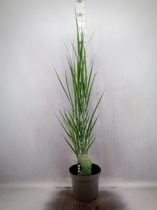 Panicum virgatum