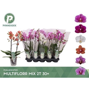 PHAL MF GEM 5 KL
