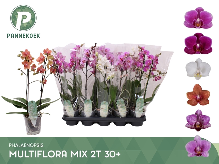 PHAL MF GEM 5 KL