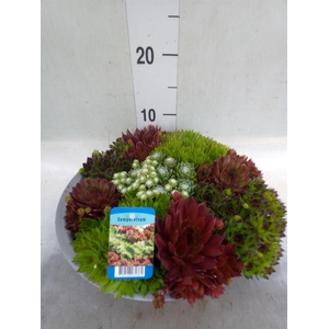 Sempervivum   ...