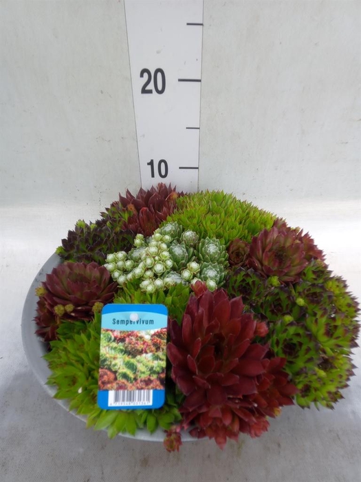 <h4>Sempervivum   ...</h4>