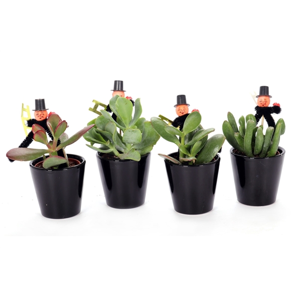 <h4>Crassula zwart konische schoorsteen</h4>