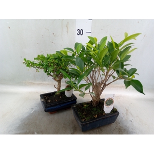 Bonsai   ...mix