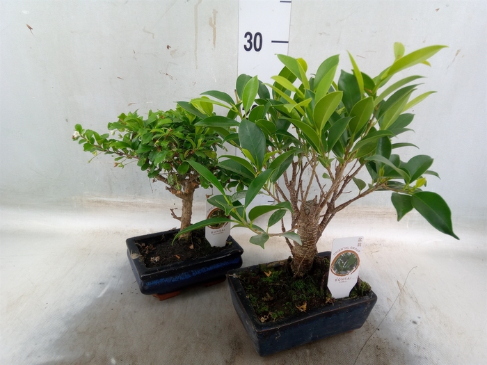 <h4>Bonsai   ...mix</h4>