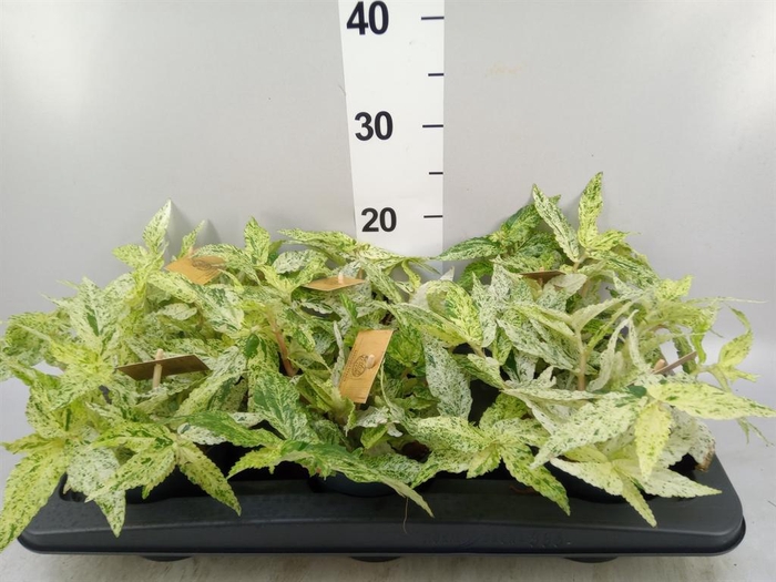 <h4>Pellionia repens 'Variegata'</h4>