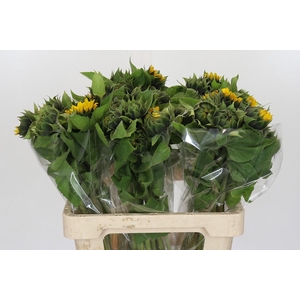 Helianthus Orange Fire