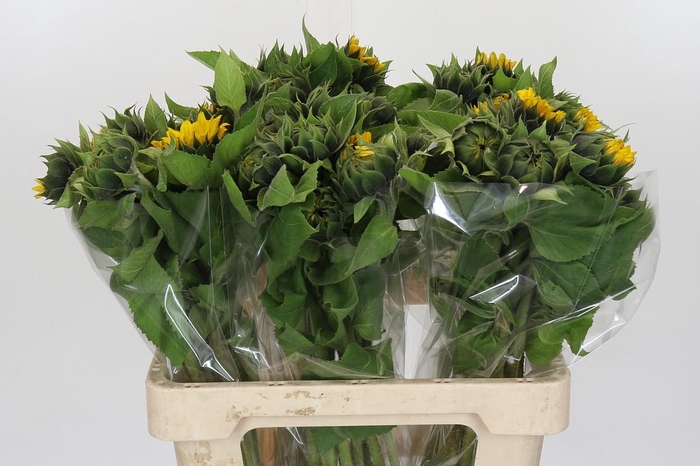 Helianthus Orange Fire