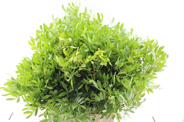 <h4>Pistache 40 Cm Select</h4>