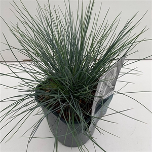 Graminées Festuca 'Elijah Blue'