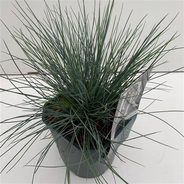 <h4>Graminées Festuca 'Elijah Blue'</h4>