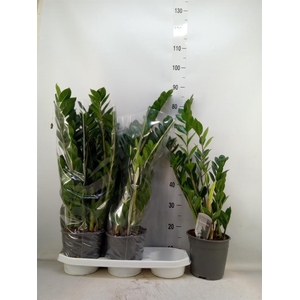 Zamioculcas zamiifolia