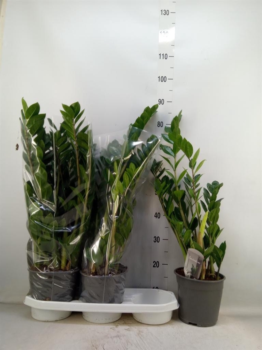 <h4>Zamioculcas zamiifolia</h4>