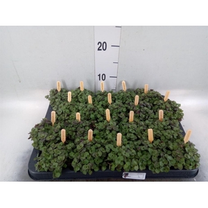 Callisia repens 'Turtle'