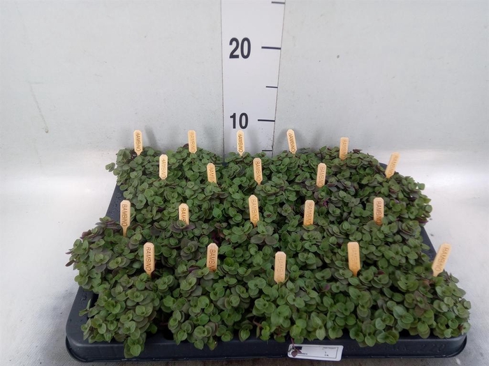 <h4>Callisia repens 'Turtle'</h4>